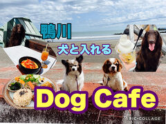 【南房総　鴨川】犬と入れるDog Cafe