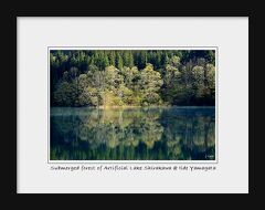 ◆静謐の水鏡～白川ダム湖の水没林 ①