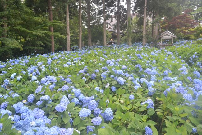 秋田県乳頭温泉と男鹿 雲昌寺の紫陽花 その2 雲昌寺の紫陽花 昼と夜 男鹿 秋田県 の旅行記 ブログ By ラブラーさん フォートラベル 秋田県乳頭温泉と男鹿 雲昌寺の紫陽花 その2 雲昌寺の紫陽花 昼と夜 男鹿 秋田県 の旅行記 ブログ By ラブラーさん フォートラベル