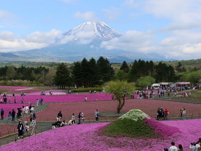 サクラの花が咲く頃、サイクリングに適した季節の東北から関東へ。<br />旅の9日目はこの旅の最終日。<br />山中湖から富士山麓を反時計回りに富士宮まで、丸一日かけて約100kmにおよぶ、輪行旅で最長のサイクリングも後半戦に突入。<br /><br />富士五湖の西端に位置する本栖湖からJR富士宮駅までひたすら南へと走るルート。<br />春の花旅最後の花の名所は、ちょうど見頃の時期を迎える富士芝桜まつり。<br />そして、日本の滝百選のひとつ白糸の滝、浅間神社の総本社である富士山本宮浅間大社を訪れます。<br />最終日は内容盛りだくさんで旅のフィナーレを迎えます。