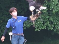 那須どうぶつ王国-5　BirdShow-3　☆ハヤブサ－狩りの技＊高速-旋回-獲得