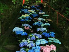 京都　紫陽花めぐり～善峯寺、柳谷観音　楊谷寺