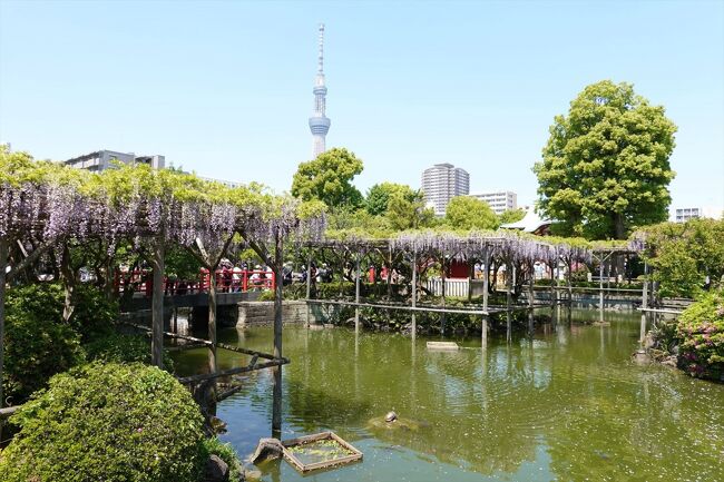 藤の花の季節に亀戸天神に出かけてみました