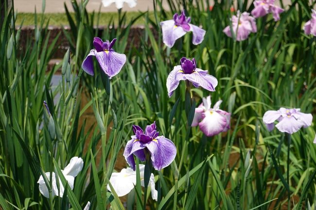 多種多様な花菖蒲で有名な堀切菖蒲園に行って来ました