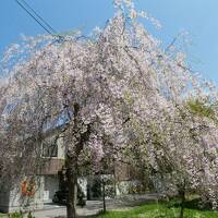 秋田・岩手GWの旅②　満開の桜！とはいかなくても楽しめた角館観光