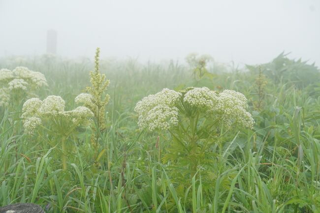 花の礼文島を期待して