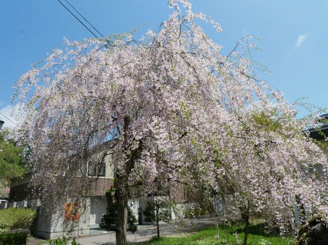 GW東北旅行の2日目は秋田県の角館。<br />昨日とは打って変わっていいお天気。<br />角館と言えば桜が有名でうまくいけばGWと桜の時期が合うかな？と思ったけど残念ながら桜は先週が満開だったらしく散りかけで葉桜になりかけているものが多かった。<br />その中でもなんとか綺麗な桜を求めて角館の街をウロウロ。<br />秋田でも有数の観光地で桜の時期だったので相当の人混みを覚悟していたけど、GWとはいっても思った程の人混みではなくてよかった。<br />詳細は旅行記をどうぞ。