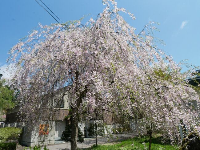 秋田・岩手GWの旅②　満開の桜！とはいかなくても楽しめた角館観光