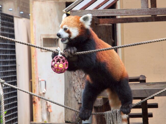 夏の北海道１人旅No.２＜旭川１＞特急ライラックに乗って初めての旭川へ　「旭山動物園」でかわいいレッサーパンダ　ペンギン　ホッキョクグマ