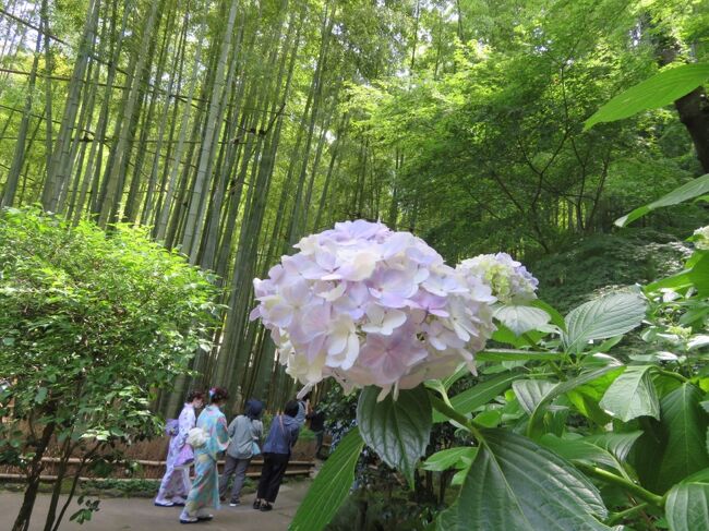 またまた急に思い立っての旅。<br />鶴岡八幡宮で紫陽花の花手水が始まったと知って、天気予報もよかったので行こうと決めたのが前日。<br />せっかくならとイタリアンのランチを予約。<br />初めての人力車にも乗ってみよう。<br />ついでにホテルも取っちゃえ。<br />この時期に行くならあじさいも。<br />と、あれよあれよの間に膨らんでいった鎌倉旅でした。<br /><br />(その2)<br />鎌倉を人力車で巡る。以前からやってみたいことのひとつでした。<br />100分コースで鶴岡八幡宮より東側に点在する名所を巡ってもらいました。<br />鎌倉幕府跡、頼朝の墓、荏柄天神、発掘調査が進んだ永福寺、竹林の美しい報国寺と巡りました。<br />ガイドしてくれた俥夫さんが楽しい語り口で、とてもいい時間を過ごすことができました。<br /><br />旅行日:2022年6月13日~14日<br />投稿日:2022年7月4日<br />