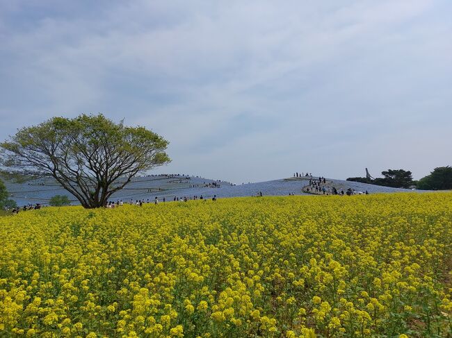 2022年のGWに茨城で１泊旅行してきました。<br />妊娠６か月だったので遠出は控え、近場の茨城でのんびり美味しいものを食べて、きれいなものを見て、ホテルでのんびりする旅としました。