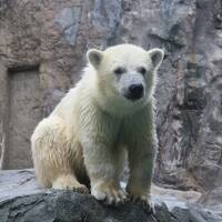 北海道・道北、道東の旅　夏の思い出　～旭山動物園～ 