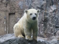 北海道・道北、道東の旅　夏の思い出　～旭山動物園～ 