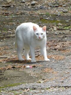 猫探し【鹿児島（与論島の猫・Cats in Yoron Is.）編&#917763;】