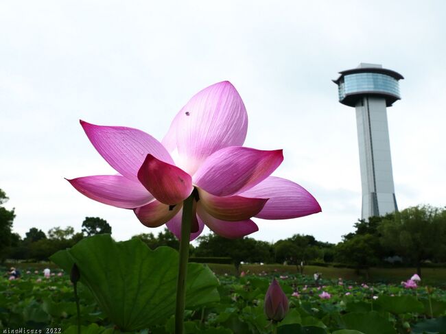 行田市の「古代蓮の里」へ、ハスの花を見に行きました。梅雨は明けたはずなのに天候は不順で、曇天のまま、青空は見えませんでした。<br />”行田蓮”は、だいぶ咲き進んでいましたが、前日の雨風が強かったのか、多くの花が横向いてました。花数は未ださほど多くはなく、蕾もあったので、これから綺麗な花が咲き揃うのかもしれません。