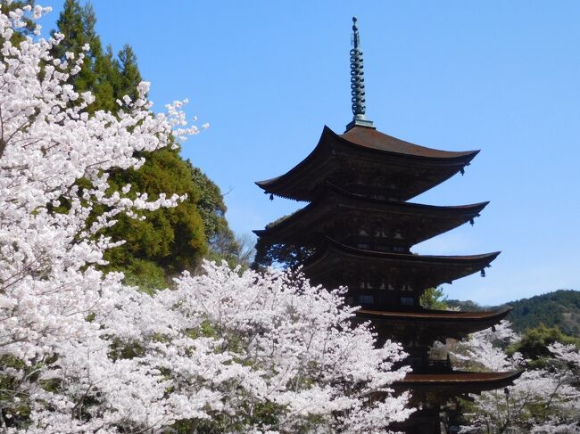 ２０２２年４月　山口県山口市　その１　瑠璃光寺の五重塔と桜