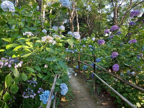 去年の紅葉シーズン、一度行ってみたかった妙見山。しかしなかなか日がなくて、そうこうしているうちに冬になって、ケーブル・リフは運休になっちゃった(－－〆)<br />で、ここはアジサイも見事だと聞いてリベンジしに行く！<br />車で行こうかとも思ったけど、「妙見の森フリーパス」ってのがものすごくお得！と判明したので、それ使って電車で行くことにした！<br />電車乗り放題やから、近くのアジサイ寺も行ってみる！<br /><br /><br />「妙見の森フリーパス」<br />https://happysenior.asia/2022/07/08/myouken_no_mori_free_pass/<br /><br />妙見山<br />https://happysenior.asia/2022/07/08/myouken_no_mori_free_pass/<br /><br />『かめたに』<br />https://happysenior.asia/2022/07/08/kametani/<br /><br />「頼光寺」<br />https://happysenior.asia/2022/07/09/raikouji_temple/<br /><br />