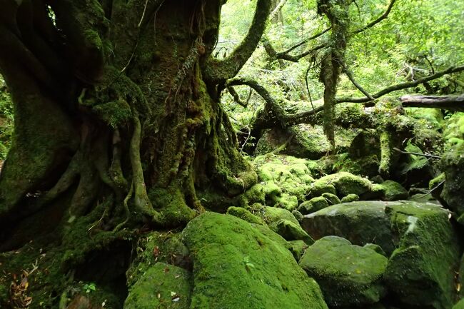 屋久島あそび　その３　苔の森