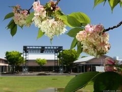 「御正作公園」のサクラ_2022_”八重”も”鬱金”も、散り進んでいました（群馬県・大泉町）