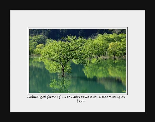 ◆静謐の水鏡～白川ダム湖の水没林 ②