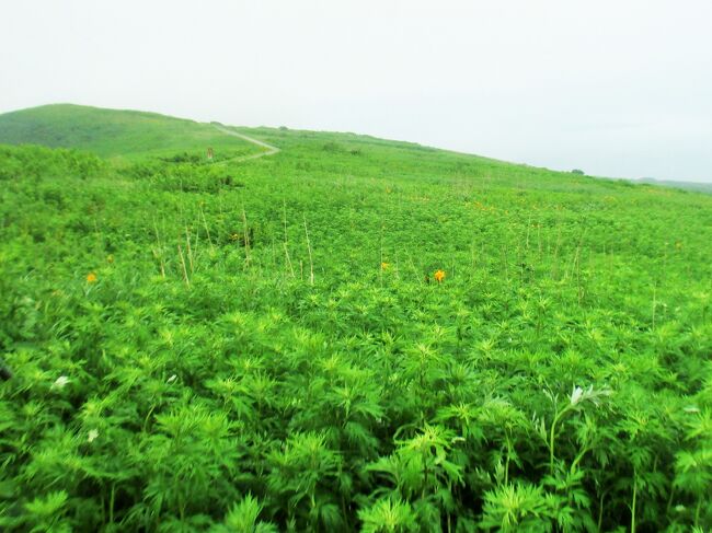 6月27日(月)<br />前日の夕方から降り始めた雨は朝まで降り止まず。<br />羽幌沿海フェリーHPを確認したところ、全便運航(^^)v<br />3日目でようやく、天売島へ。<br />天売島『島の宿大一』さんに電話をして一泊だけお願いし、ウトウ帰巣ナイトツアー申込みと、翌朝28日の天売島観光船『栄丸』を予約。<br />あとは、焼尻島の宿泊先『小田民宿』さんにはキャンセルの連絡をして、任務完了。<br /><br />さぁ、ここから再始動!