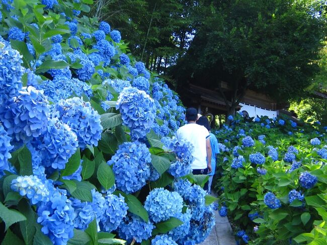 前から行きたいと思っていた男鹿にある雲昌寺に紫陽花を見に行ってきました。ついでに男鹿半島をメインに4泊5日で秋田を観光してきました。<br /><br />★旅行記４のルート<br />男鹿駅バス停→北浦バス停→雲昌寺（紫陽花）<br /><br />*------------------------------------------------------*<br />1日目　2022年7月2日（土）<br />１．東京から秋田新幹線こまちで秋田へ移動<br />*------------------------------------------------------*<br />2日目　2022年7月3日（日）<br />２．男鹿総合観光案内所の巨大なまはげ像＆アメヤ珈琲<br />３．門前の巨大なまはげ立像をバスで見に行く<br />４．あじさい寺の雲昌寺にバスで行ってみた←★今ここ<br />５．男鹿温泉 セイコーグランドホテル宿泊<br />６．雲昌寺あじさい夜間ライトアップ特別観覧<br />*------------------------------------------------------*<br />3日目　2022年7月4日（月）<br />７．曇り空の雲昌寺で紫陽花を見る<br />８．昌寺限定ババヘラアイス～亀寿司食堂～雲昌寺<br />９．真山神社＆男鹿真山伝承館＆なまはげ館に行く<br />10．男鹿温泉（入道崎灯台～なまはげ太鼓～萬盛閣宿泊）<br />*------------------------------------------------------*<br />4日目　2022年7月5日（火）<br />11．男鹿水族館①（男鹿の海大水槽～ホッキョクグマ）<br />12．男鹿水族館②（ハタハタ博物館～アザラシ・アシカ～ホッキョクグマ）<br />13．道の駅おがオガーレ～なまはげに会える秋田長屋酒場<br />*------------------------------------------------------*<br />5日目　2022年7月6日（水）<br />14．秋田 ハチコオリ～広栄堂の生グソ～ラーメンの五右エ門<br />15．秋田 千秋公園（秋田犬ふれあい処）～Cafe赤居文庫