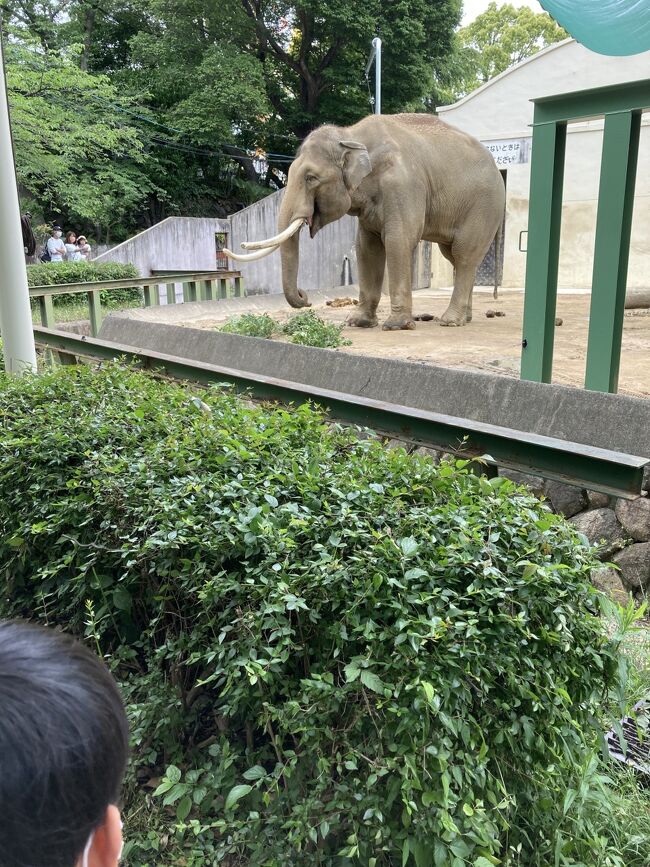 元気なパンダが昔から遊んでいる王子動物園です。この動物園は珍しい動物がいっぱいでお昼の時間はシマウマの自動車が動物たちの餌を運んで園内をゆっくりと走っています動物の餌を見るのも楽しいですよ。おいしそうに食べている動物を見ていてもほんわかとします。<br />帰り路国道43号線の魚住でだんじりが国道を渡るのに出会いました身近で見るだんじりはとても壮観でした。