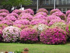 ２０２２年４月　ときわ公園　その１　牡丹は見ごろ終わり。藤とつつじがきれいでした。