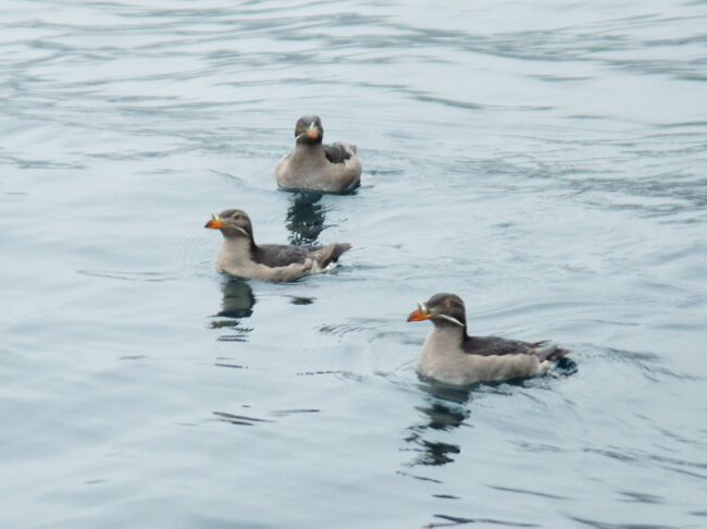 海鳥の楽園 天売島*緑の島 焼尻島へ行ってみよう　フェリー欠航　天候不良で当惑のひとり旅 4日目