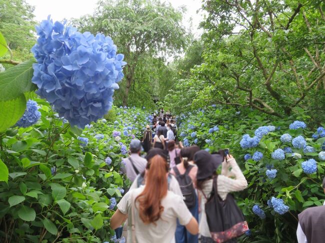 またまた急に思い立っての旅。<br />鶴岡八幡宮で紫陽花の花手水が始まったと知って、天気予報もよかったので行こうと決めたのが前日。<br />せっかくならとイタリアンのランチを予約。<br />初めての人力車にも乗ってみよう。<br />ついでにホテルも取っちゃえ。<br />この時期に行くならあじさいも。<br />と、あれよあれよの間に膨らんでいった鎌倉旅でした。<br /><br />(その3)<br />鶴岡八幡宮前から江ノ電バスに乗って北鎌倉の明月院(あじさい寺)へ。<br />バス車内はすいていたものの道路が渋滞。<br />明月院に着いたのは午後3時半頃。心配していた入り口での待ち時間もなく入ることができましたが、境内は多くの人、人。人。<br />明月院ブルーと言われる紫陽花を心行くまで鑑賞することはできましたが、フォトスポットで人が写りこまないように写真を撮ることはとても無理っ!<br /><br />旅行日:2022年6月13日~14日<br />投稿日:2022年7月9日