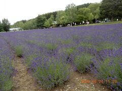 {ラベンダー畑｝ファーム富田　ラベンダーの種類。富良野　初めての北海道　2022.06.30　１６