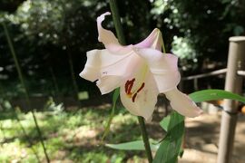 初夏の三重・奈良・京都♪　Vol.127 ☆桜井市：大神神社　ささゆり園♪