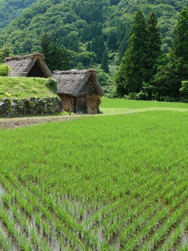 2022年6月、憧れのレヴォのコテージが予約できたので、御開帳の善光寺とあわせて回りました。<br />その2は五箇山の合掌造り民家巡り。東海北陸自動車道の五箇山ICからすぐの岩瀬家から、菅沼集落、村上家と白山宮、相倉集落へ。五箇山・白川郷で最大の合掌造り住居である岩瀬家では、5階建ての内部も見学しました。<br /><br />・五箇山 岩瀬家(国重要文化財)の見学<br />・世界遺産 菅沼集落の展望と集落内散策、屋根葺き替え中の家も<br />・国重要文化財 村上家と、白山宮、庄川を渡って流刑小屋へ<br />・世界遺産 相倉集落の展望と集落内散策、原始合掌造り<br /><br />表紙写真は、日本の原風景、菅沼集落周辺の田んぼと山。