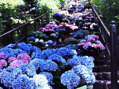 紫陽花の長谷寺