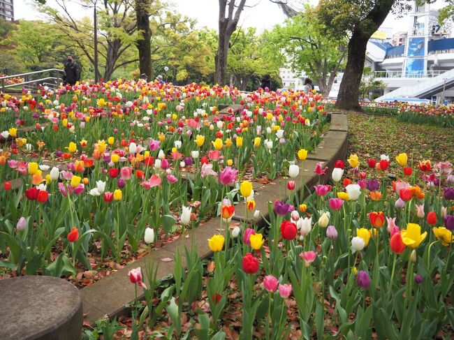 チューリップが満開を迎えていると聞いて、横浜へ行ってきました。<br />春らしくお花があちこちに咲いていて楽しい散策でした。<br /><br /><br /><br />日本大通り<br />横浜県庁<br />↓<br />旧横浜地方裁判所<br />↓<br />横浜公園<br />