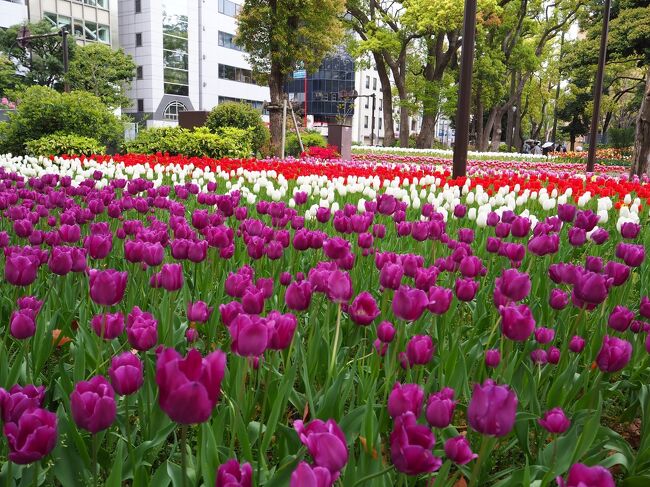 チューリップが満開を迎えていると聞いて、横浜へ行ってきました。<br />春らしくお花があちこちに咲いていて楽しい散策でした。<br /><br />横浜公園<br />↓<br />象の鼻パーク<br />↓<br />横浜港大さん橋国際客船ターミナル<br />