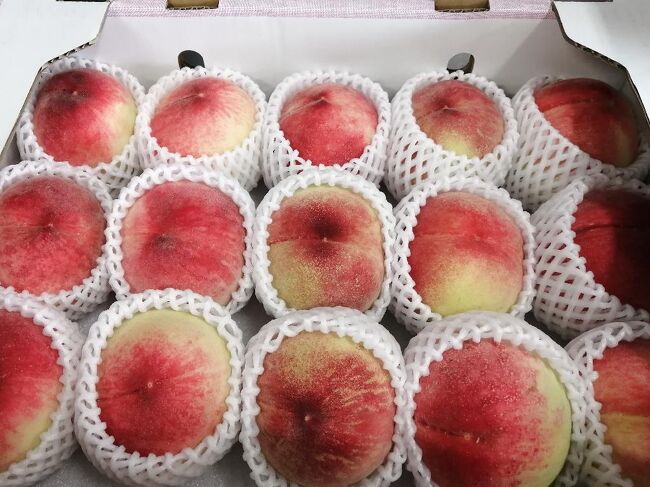 お中元用の桃を買いに横浜の中央市場に行ってきました。<br />この時期は見事な桃を手に入れることはもちろんですが、<br />市場の食堂で朝ごはんを食べるのが楽しみなんです＾＾<br /><br />さて、今日は何を食べようかな・・<br /><br />子供たちが一緒なら、いくら丼＾＾<br />そうなれば私はちょっといい目の刺身なんですが・・<br /><br />下のY君が風邪気味なので、私一人です。<br />今日はいつもと違う店にしようかな。