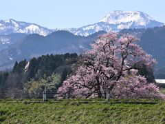 北陸新幹線の山岳車窓と向野の江戸彼岸桜2022～砺波平野の散居村と一本桜を訪ねて～（長野新潟富山）