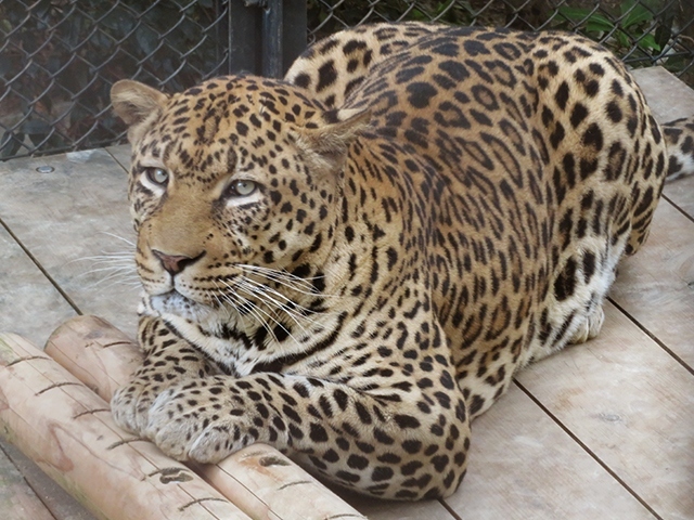 SJご招待の旅4【福岡市動物園と市内散歩】