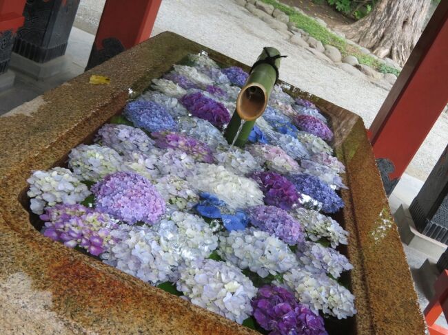 またまた急に思い立っての旅。<br />鶴岡八幡宮で紫陽花の花手水が始まったと知って、天気予報もよかったので行こうと決めたのが前日。<br />せっかくならとイタリアンのランチを予約。<br />初めての人力車にも乗ってみよう。<br />ついでにホテルも取っちゃえ。<br />この時期に行くならあじさいも。<br />と、あれよあれよの間に膨らんでいった鎌倉旅でした。<br /><br />(その5)<br />ホテルメトロポリタン鎌倉で朝を迎えて鶴岡八幡宮の朝詣り。すいててすがすがしい。<br />花手水はあじさい。これが見たくて来たの。<br />若宮大路沿いのお店で朝カフェ。<br />駅ビルCIAL鎌倉にある「鎌倉こまち市場 風凛」でしらすとマグロ御膳を頂いて楽しい鎌倉旅のしめくくり。<br /><br />旅行日:2022年6月13日~14日<br />投稿日:2022年7月12日