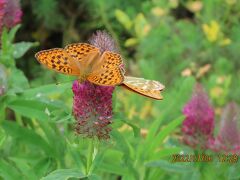 7つの絶景をめぐる夏の北海道への旅③北海道ハイウエイガーデン「天空の庭」で見られた蝶