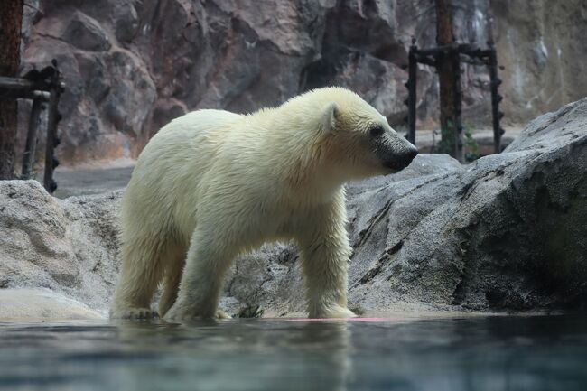 旭山動物園は子どもが小さい頃、福音館のかがくのとものあべ弘士さんの絵本「雪の上のなぞのあしあと」を読み聞かせをしていた頃からずっと気になっていました。<br />あべ弘士さんは旭山動物園の飼育員をされていたかたでとても楽しい絵本です。<br />その後旭山動物園はとっても有名になり現在に至っています。<br />やっと念願叶いました。<br />とっても楽しくて動物と人間が近い！<br />大人も楽しめる動物園です。<br /><br />旭山動物園、富良野、美瑛を2泊3日で回る旅です。<br />1週間前から天気予報とにらめっこしていましたが、3日間とも雨の予報。<br />実際には3日間とも晴天に恵まれました。<br /><br />三部作と長くなってしまいましたが、宜しければお付き合い下さい。<br /><br />①旭山動物園編<br />②富良野から美瑛編<br />③美瑛観光編<br /><br /><br />