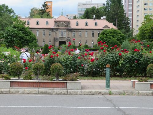 今年はピークは過ぎてしまったかな、大通公園サンクガーデンの薔薇