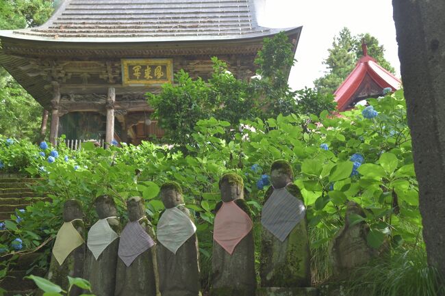 北信州、飯山市戸狩スキー場の麓にある、高源院に紫陽花を見に行った。昨夜の激しい雨に打たれ蒼色はとても映えて美しい。お寺さんと旬な花はベストマッチだ。<br />