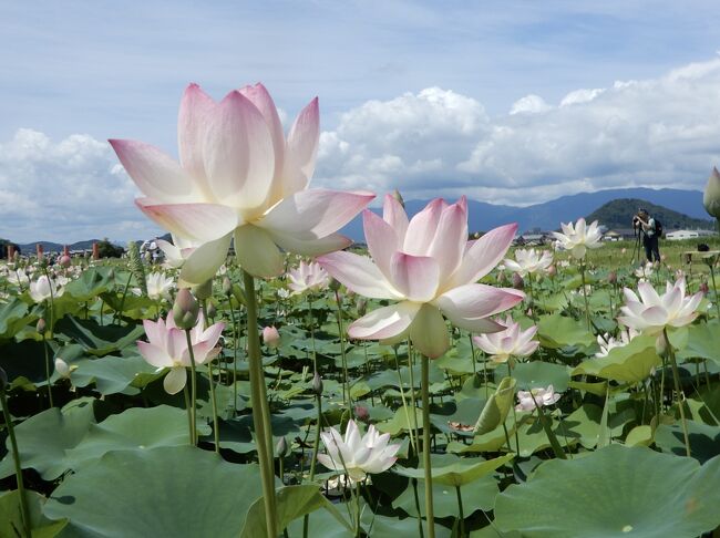 凛とした美しさを感じさせてくれる夏の花「ハス」<br /><br />奈良県橿原市、藤原宮跡<br />広大な土地に広がる蓮池が絶景です<br /><br />周辺にコンクリート系の建物がない事がいちばんのお勧め<br />空へとまっすぐ伸びる蓮の花の逞しさ<br />暑い夏にしか見られない季節限定の花「ハス」<br /><br />694年に日本で初めてとなる都がおかれた場所、藤原宮のハス<br />どーぞご覧くださいﾏｾヽ(´▽｀)/<br /><br /><br /><br /><br />