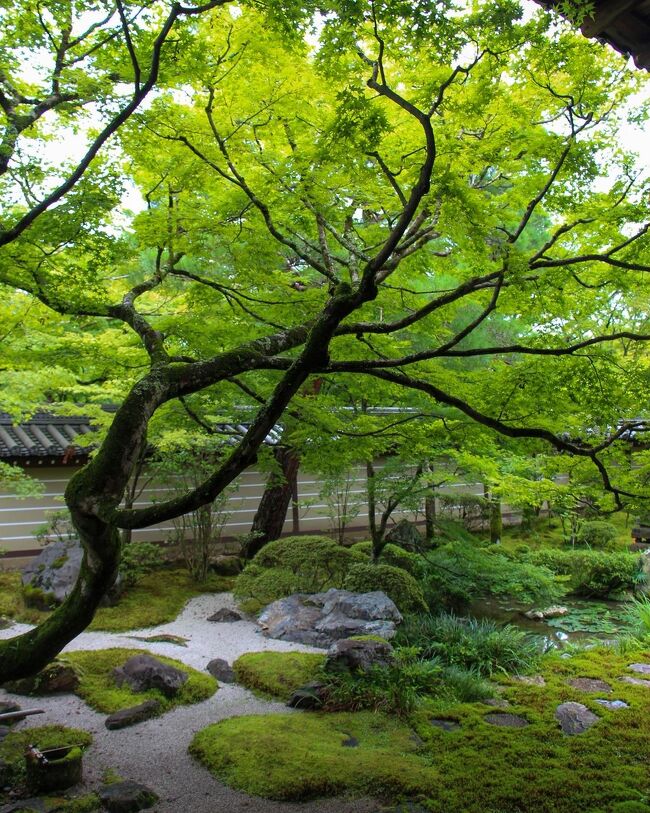 2年前にコロナで中止した娘との京都旅行の予定はほぼそのまま、京都のホテルのアフタヌーンティーなどを追加してよりパワフルな旅程となりました。<br />大雨にあったり熱中症になりかけましたが予定はほぼほぼコンプリート。<br />寺院の青紅葉の美しさに感動し、京都ならではの美味しいものに舌鼓を打った思い出深い旅となりました。