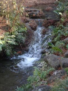 洗足池内の湧水