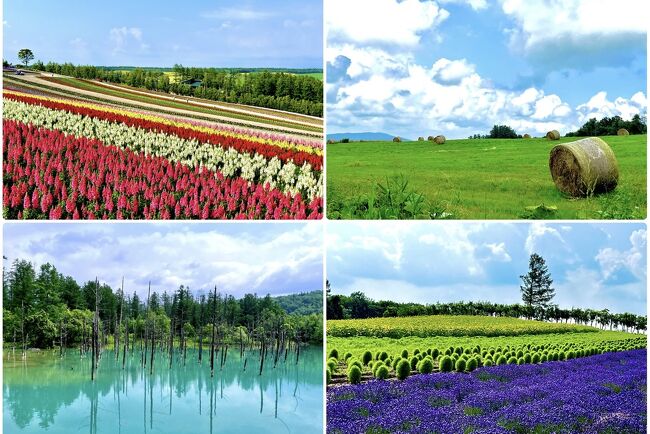 7月の上旬、富良野・美瑛をめぐってきました(^-^)<br />念願のラベンダー畑にちゃんと青く見える青い池も見れてとても楽しかったです♪
