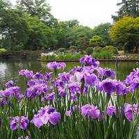 【福島花めぐり】福島市の紫陽花や薔薇、会津美里の伊佐須美神社外苑のあやめ祭りを見てきました