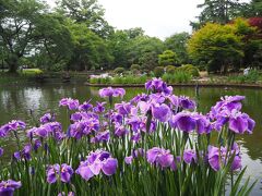 【福島花めぐり】福島市の紫陽花や薔薇、会津美里の伊佐須美神社外苑のあやめ祭りを見てきました